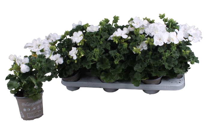<h4>Pelargonium Zonale wit</h4>