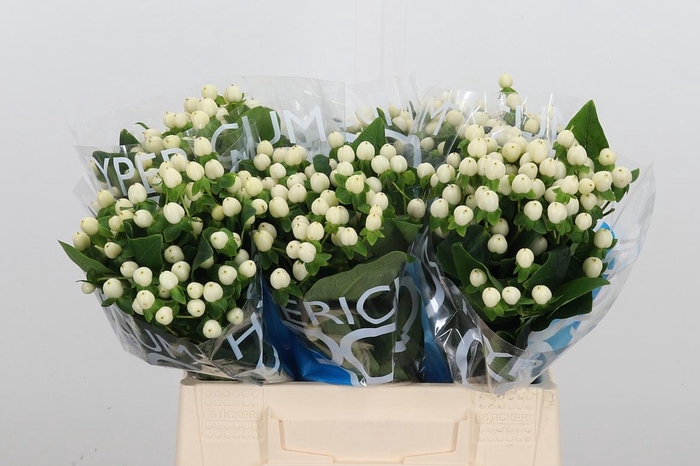 <h4>Hyp Coco Uno</h4>