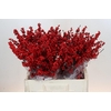 Ilex Crimson