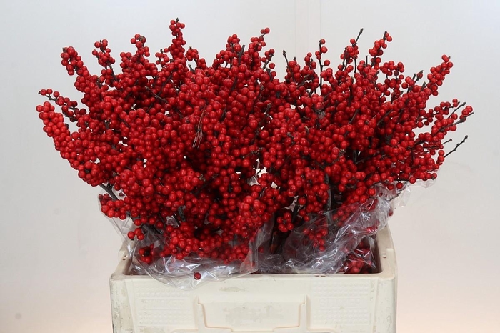 Ilex Crimson