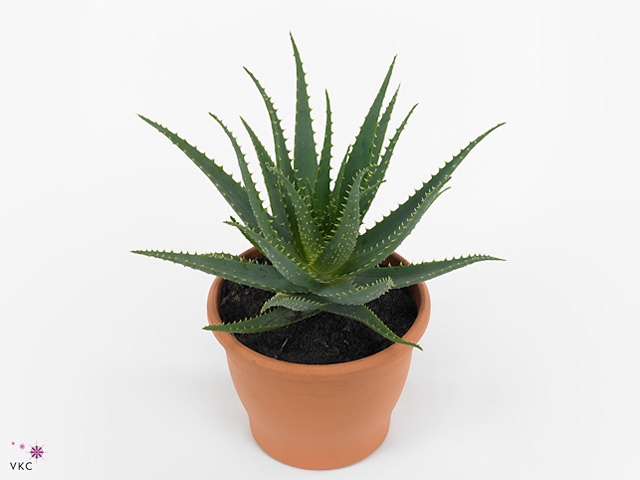 Aloe Arborescens (Ceramic)
