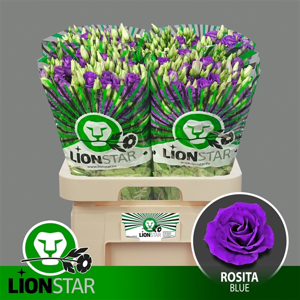 <h4>Rosita Blue</h4>