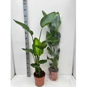 STRELITZIA NICOLAI