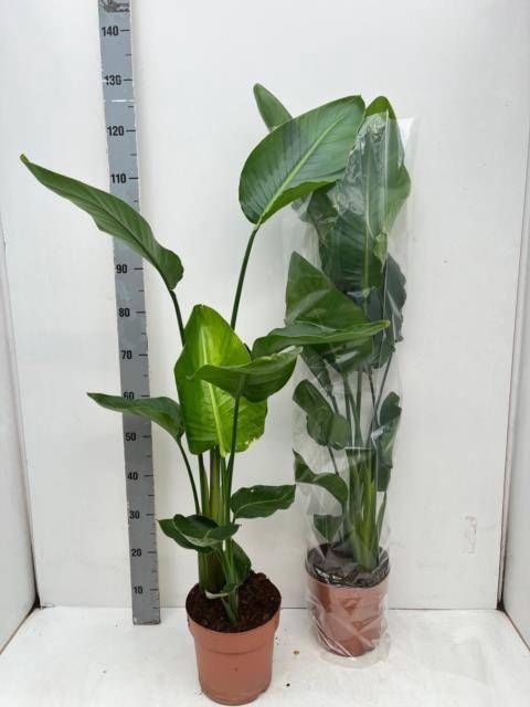 <h4>STRELITZIA NICOLAI</h4>
