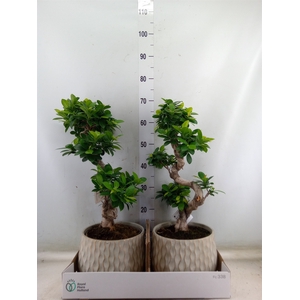 Ficus microcarpa 'Ginseng'