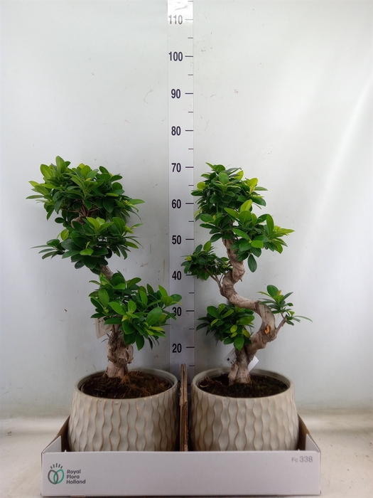 <h4>Ficus microcarpa 'Ginseng'</h4>