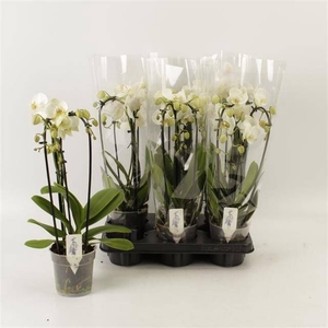 PHAL EL CASCADE