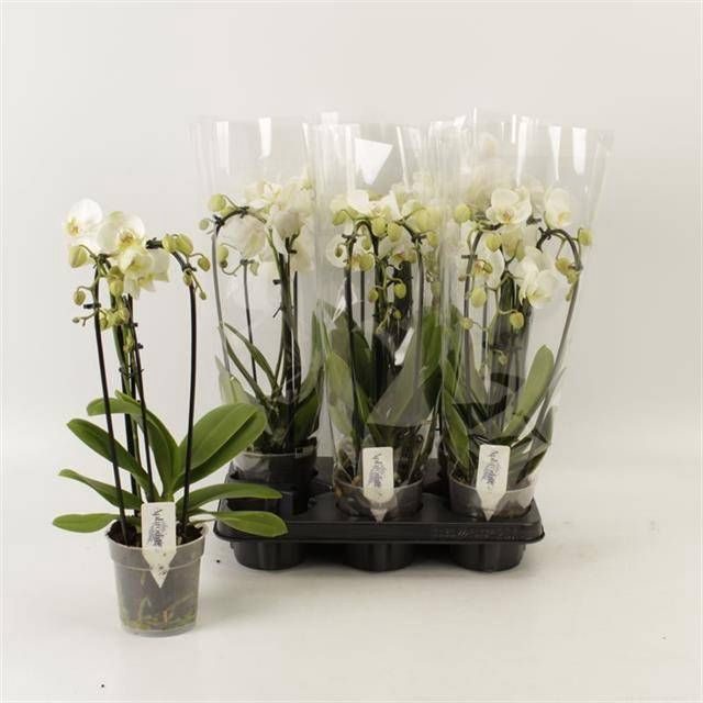 <h4>PHAL EL CASCADE</h4>