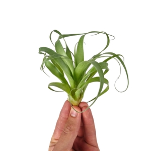 tillandsia samantha medium