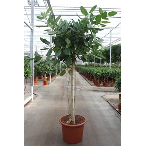 Ficus Benghalensis