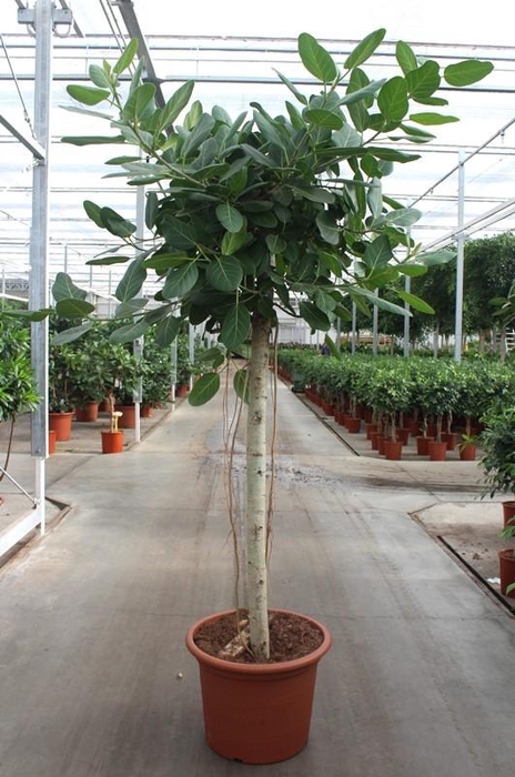 <h4>Ficus Benghalensis</h4>