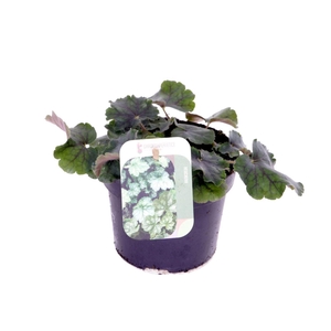 Heuchera sang. Coral Forest