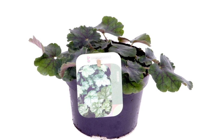 <h4>Heuchera sang. Coral Forest</h4>