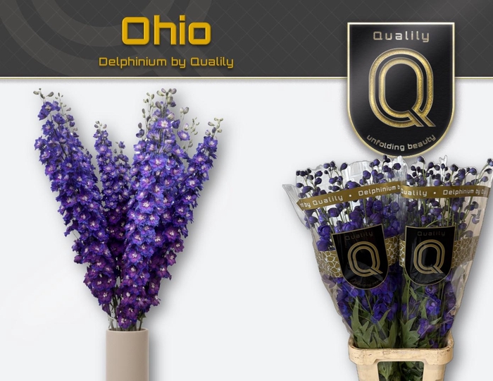 <h4>DELPH DU DELP OHIO</h4>