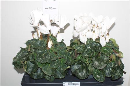 <h4>Cycl Gr Sup Mammoth White</h4>