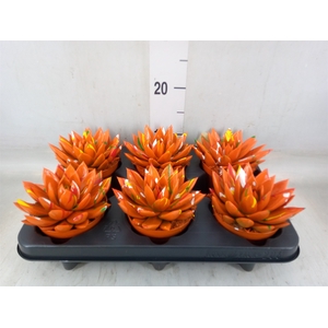 Echeveria  'Miranda'