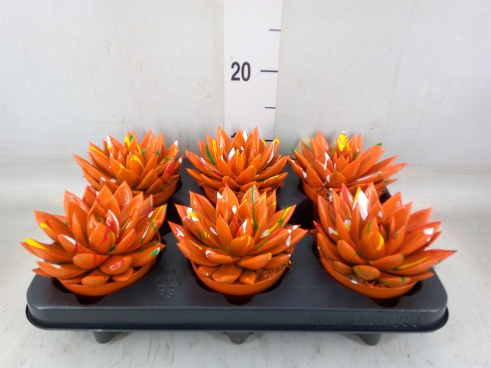 <h4>Echeveria  'Miranda'</h4>