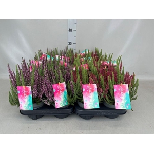 Calluna vulg. 'Beauty L'  ..mix