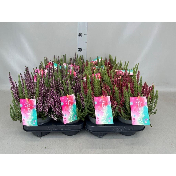 <h4>Calluna vulg. 'Beauty L' ..mix</h4>