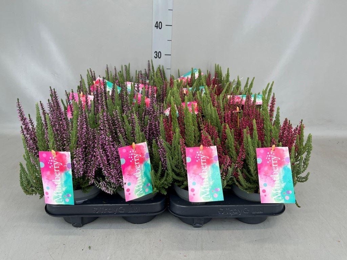 Calluna vulg. 'Beauty L'  ..mix