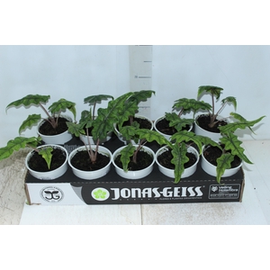 ALOCASIA JACKLYN P12