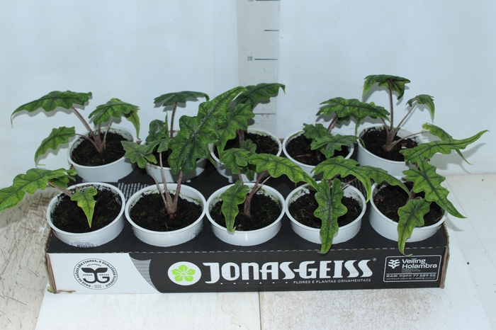 <h4>ALOCASIA JACKLYN P12</h4>