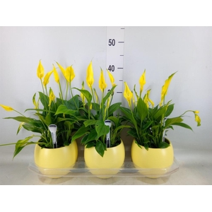 Spathiphyllum  'Bellini'