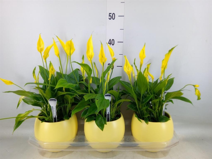 <h4>Spathiphyllum  'Bellini'</h4>