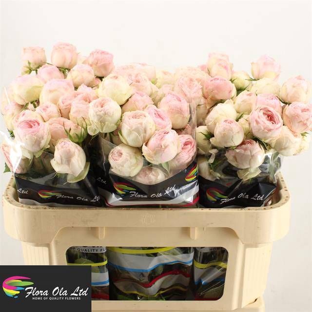 <h4>R Tr Mansfield Park Flora Ola</h4>
