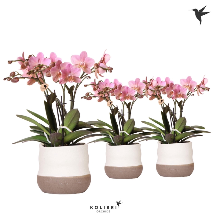 <h4>Kolibri Orchids Phalaenopsis Jewel Treviso 4 spike in Imperfect Bag pot</h4>
