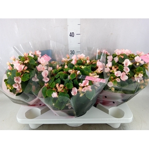 Begonia elat. EN 'Betulia Light'
