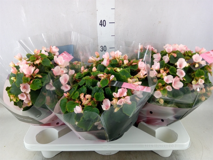 <h4>Begonia elat. EN 'Betulia Light'</h4>