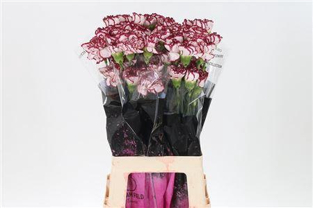 <h4>Di St Olympia</h4>