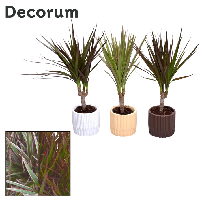 <h4>Collectie Nature Love - Dracaena mix in pot Lou</h4>