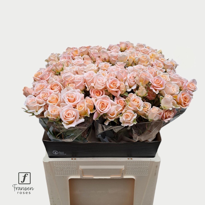 <h4>Rosa TR 'Morning Star' FRANSEN</h4>