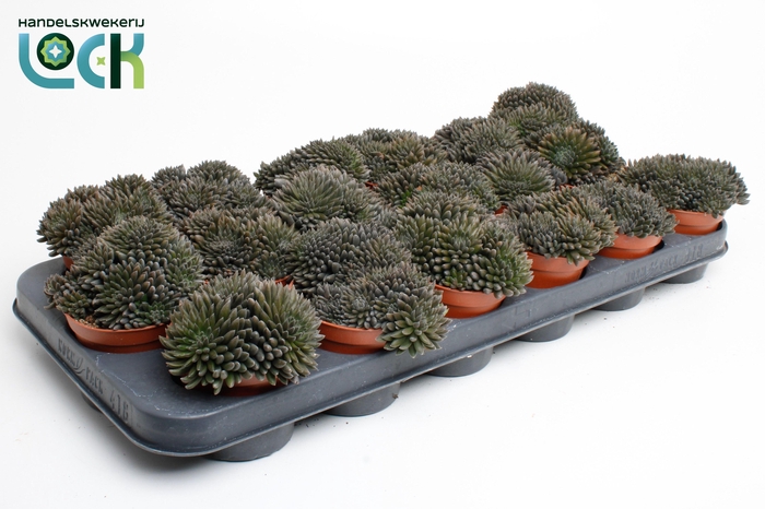 <h4>Crassula Crassimus</h4>