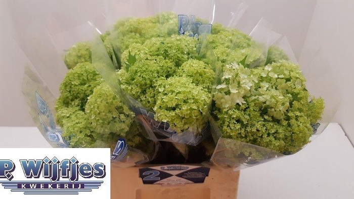 <h4>VIBURNUM ROSEUM ST</h4>