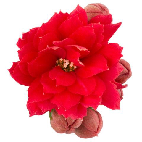 <h4>KALANCHOE BLOSSFELDIANA 'MINI' Calandiva – Rubio / Red met papieren hoes</h4>
