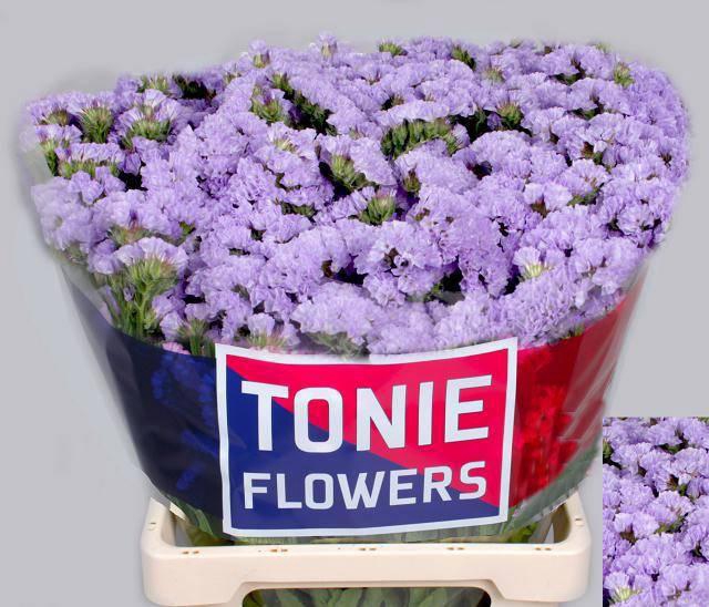 <h4>LIM S DONAU BIRDS</h4>