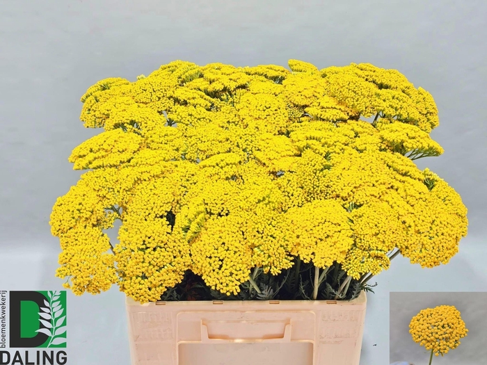 <h4>ACHIL F PARK VARIETY</h4>