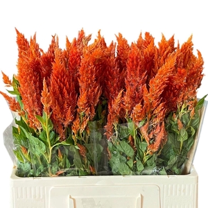Cel P Sunday Orange