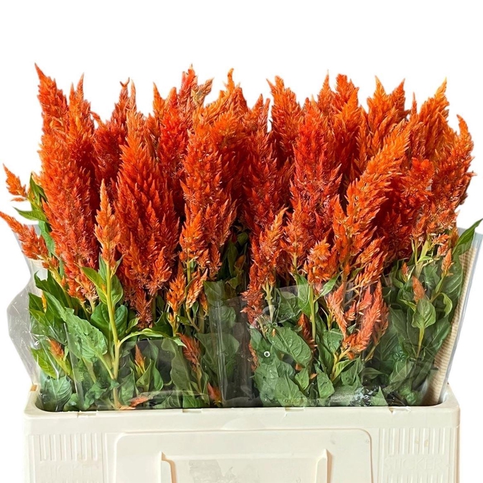 <h4>Cel P Sunday Orange</h4>
