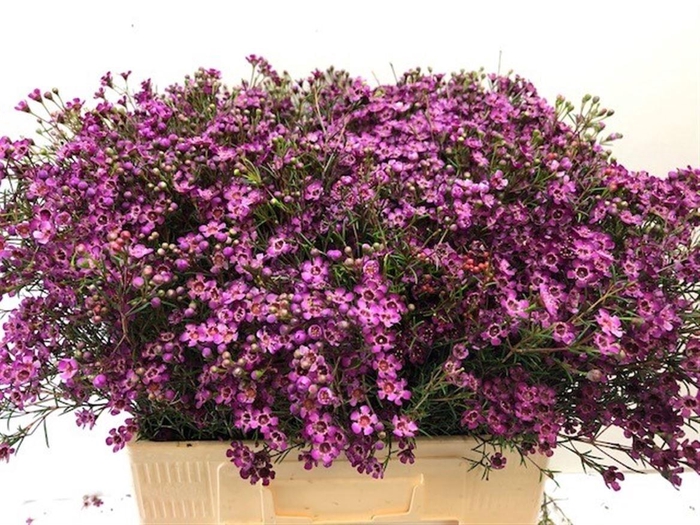 <h4>CHAME UN JUPITER</h4>