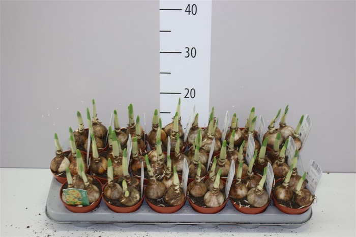 <h4>Narcis Bright Day</h4>