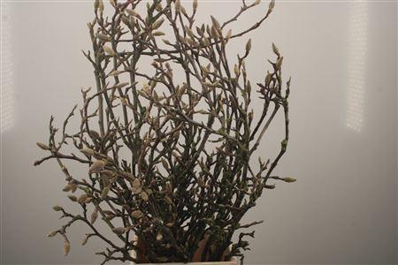 <h4>Magnolia Grandiflora</h4>