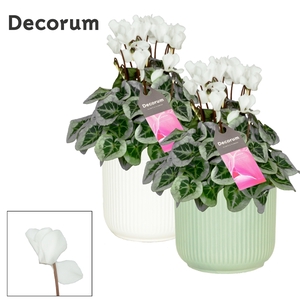 Cyclamen SS Picasso Wit in Sophie Ceramics Decorum