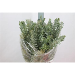 Acacia Luna Argenta 200