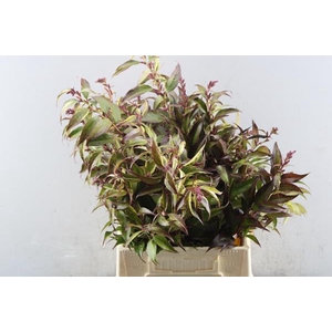 Leucothoe Walteri Rainbow