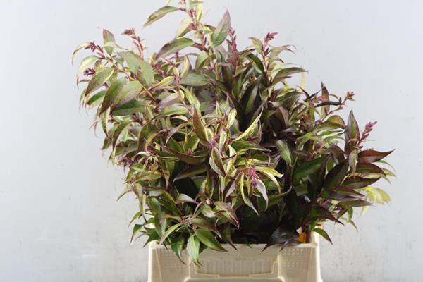 <h4>Leucothoe Walteri Rainbow</h4>