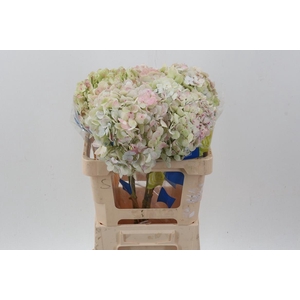 Hydr Antique Green Select